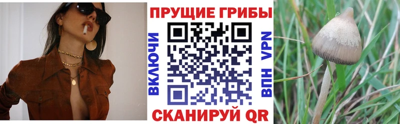 Галлюциногенные грибы прущие грибы  площадка клад  Курган 